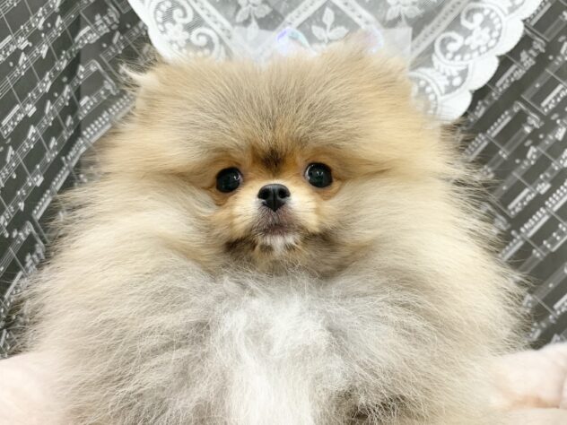 広島県のポメラニアン (アミーゴ宇品店/2025年11月15日生まれ/女の子/オレンジ)の子犬の3枚目の画像