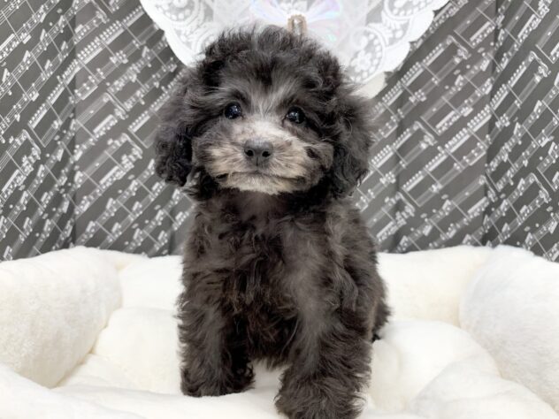 広島県のトイプードル(トイ) (アミーゴ宇品店/2026年1月7日生まれ/女の子/シルバー)の子犬の2枚目の画像