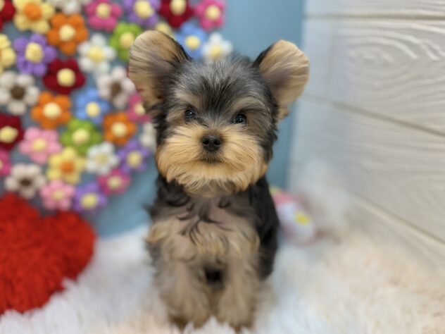 兵庫県のヨークシャーテリア (ワンキャラット アミーゴ姫路飾磨店/2025年12月12日生まれ/男の子/スチールブルータン)の子犬の2枚目の画像