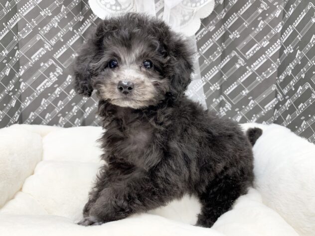 広島県のトイプードル(トイ) (アミーゴ宇品店/2026年1月7日生まれ/女の子/シルバー)の子犬の3枚目の画像