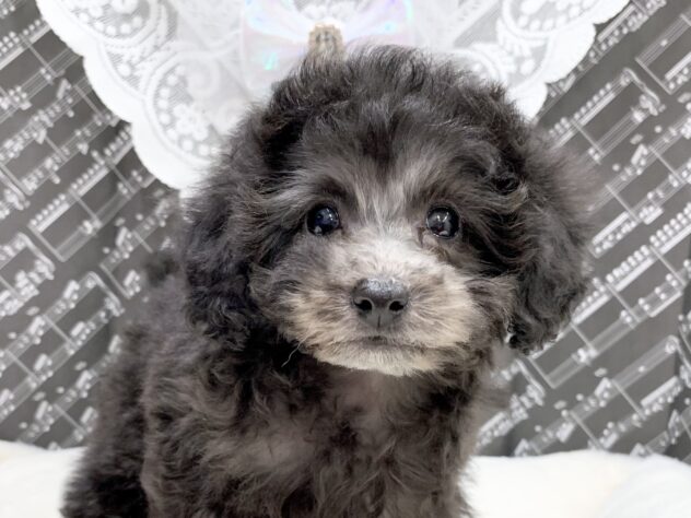 広島県のトイプードル(トイ) (アミーゴ宇品店/2026年1月7日生まれ/女の子/シルバー)の子犬の1枚目の画像