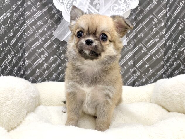 広島県のチワワ(ロング) (アミーゴ宇品店/2026年1月15日生まれ/女の子/レッド)の子犬の3枚目の画像