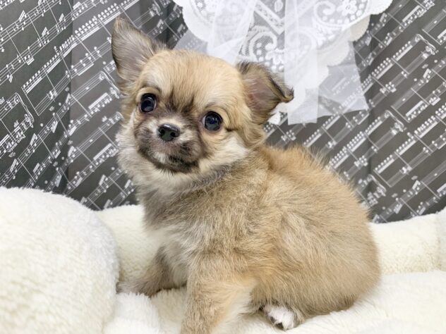 広島県のチワワ(ロング) (アミーゴ宇品店/2026年1月15日生まれ/女の子/レッド)の子犬の1枚目の画像