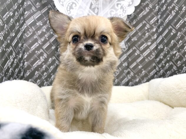 広島県のチワワ(ロング) (アミーゴ宇品店/2026年1月15日生まれ/女の子/レッド)の子犬の2枚目の画像