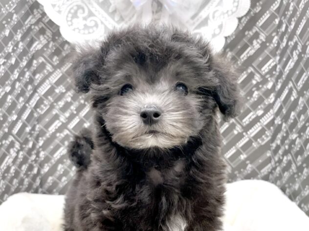 広島県のハーフ犬・ミックス犬 (アミーゴ宇品店/2026年1月10日生まれ/女の子/グレー)の子犬