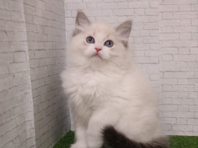兵庫県のラグドール (ペット・プラザ アミーゴ尼崎昭和通店/2026年1月1日生まれ/男の子/シールリンクスポイント)の子猫の2枚目の画像