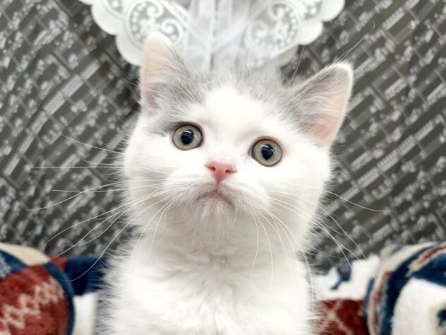 広島県のブリティッシュショートヘアー (アミーゴ宇品店/2026年1月12日生まれ/男の子/ブルーホワイト)の子猫の1枚目の画像