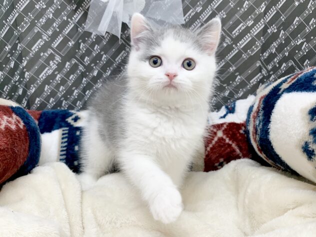 広島県のブリティッシュショートヘアー (アミーゴ宇品店/2026年1月12日生まれ/男の子/ブルーホワイト)の子猫の2枚目の画像