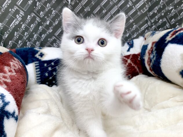 広島県のブリティッシュショートヘアー (アミーゴ宇品店/2026年1月12日生まれ/男の子/ブルーホワイト)の子猫の3枚目の画像
