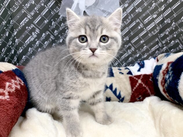 広島県のブリティッシュショートヘアー (アミーゴ宇品店/2026年1月12日生まれ/女の子/ブルータビー)の子猫の1枚目の画像