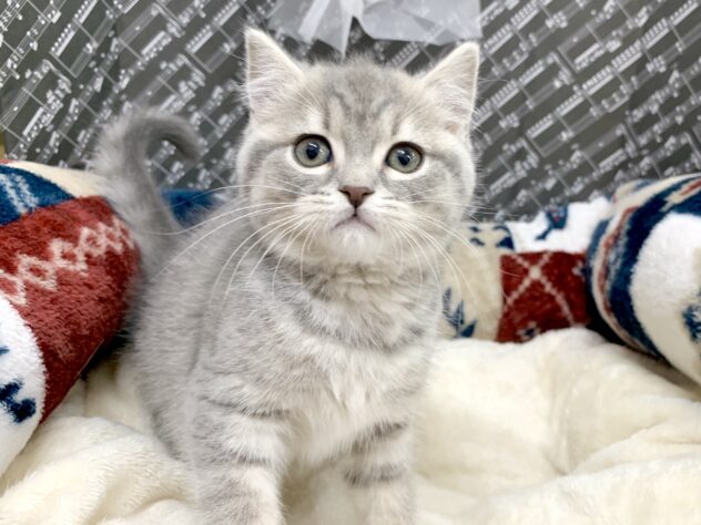 広島県のブリティッシュショートヘアー (アミーゴ宇品店/2026年1月12日生まれ/女の子/ブルータビー)の子猫の2枚目の画像