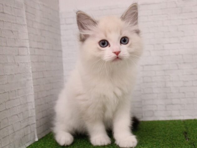 兵庫県のラグドール (ペット・プラザ アミーゴ尼崎昭和通店/2026年1月1日生まれ/男の子/シールリンクスポイント)の子猫の1枚目の画像