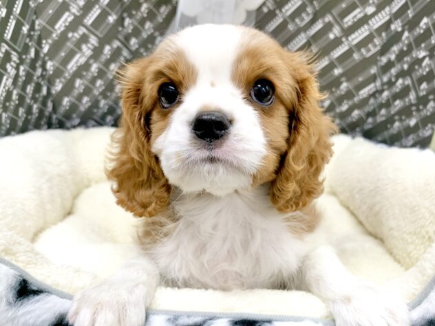広島県のキャバリアキングチャールズスパニエル (アミーゴ宇品店/2026年1月19日生まれ/女の子/ブレンハイム)の子犬