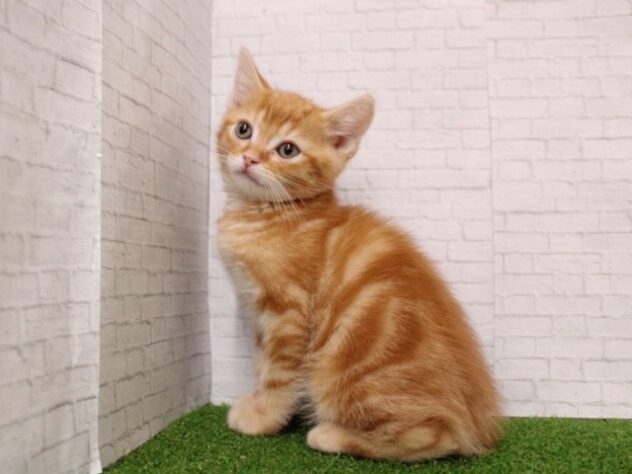 兵庫県のアメリカンショートヘアー (ペット・プラザ アミーゴ尼崎昭和通店/2026年1月4日生まれ/男の子/レッドタビー)の子猫の2枚目の画像