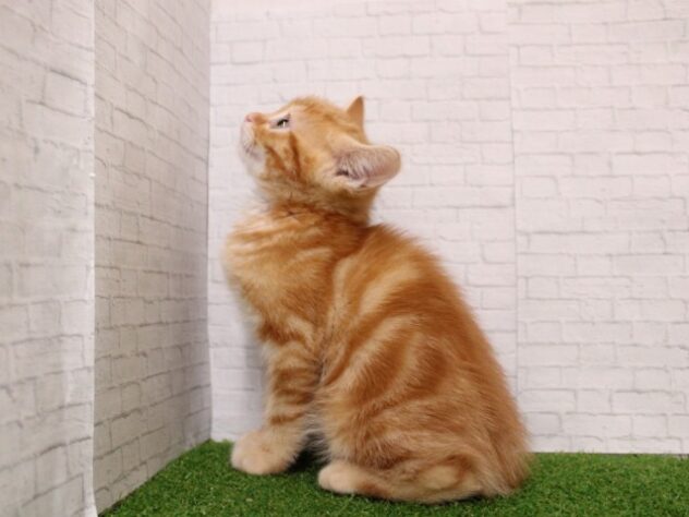 兵庫県のアメリカンショートヘアー (ペット・プラザ アミーゴ尼崎昭和通店/2026年1月4日生まれ/男の子/レッドタビー)の子猫の3枚目の画像