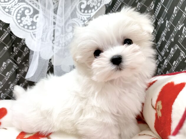 広島県のマルチーズ (アミーゴ宇品店/2026年1月24日生まれ/女の子/ホワイト)の子犬の1枚目の画像