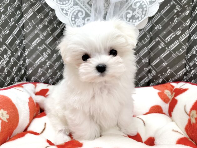 広島県のマルチーズ (アミーゴ宇品店/2026年1月24日生まれ/女の子/ホワイト)の子犬の2枚目の画像