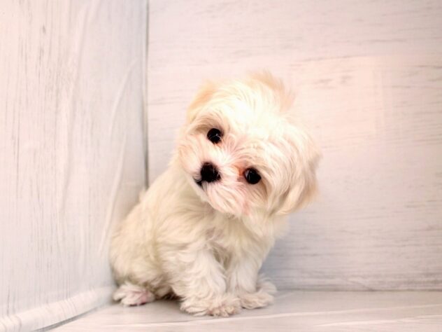 兵庫県のマルチーズ (ペット・プラザ アミーゴ神戸灘店/2026年1月8日生まれ/女の子/ホワイト)の子犬の4枚目の画像