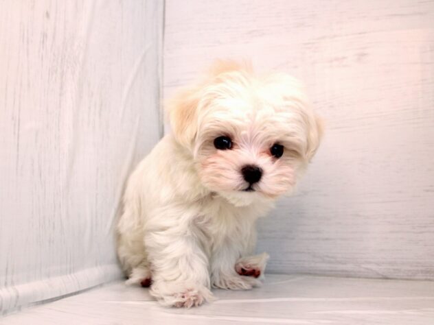 兵庫県のマルチーズ (ペット・プラザ アミーゴ神戸灘店/2026年1月8日生まれ/女の子/ホワイト)の子犬の1枚目の画像