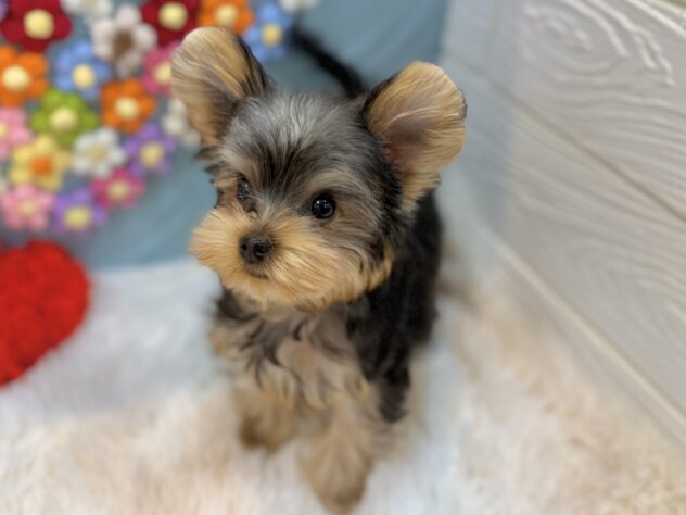 兵庫県のヨークシャーテリア (ワンキャラット アミーゴ姫路飾磨店/2025年12月12日生まれ/男の子/スチールブルータン)の子犬の3枚目の画像