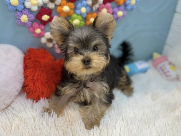 兵庫県のヨークシャーテリア (ワンキャラット アミーゴ姫路飾磨店/2025年12月12日生まれ/男の子/スチールブルータン)の子犬の4枚目の画像