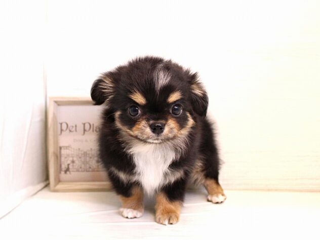 兵庫県のチワワ(ロング) (ペット・プラザ アミーゴ神戸灘店/2026年1月15日生まれ/女の子/ブラックタン)の子犬の1枚目の画像