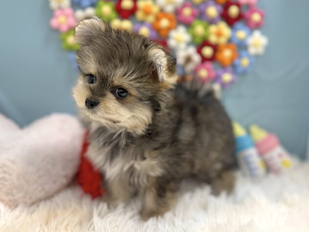 兵庫県のハーフ犬・ミックス犬 (ワンキャラット アミーゴ姫路飾磨店/2025年12月21日生まれ/女の子/フォーン)の子犬の3枚目の画像