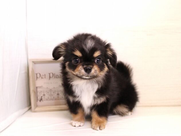 兵庫県のチワワ(ロング) (ペット・プラザ アミーゴ神戸灘店/2026年1月15日生まれ/女の子/ブラックタン)の子犬の2枚目の画像