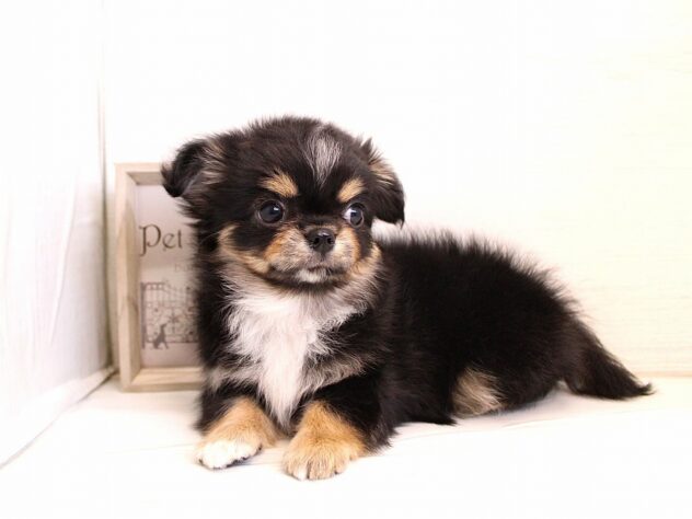 兵庫県のチワワ(ロング) (ペット・プラザ アミーゴ神戸灘店/2026年1月15日生まれ/女の子/ブラックタン)の子犬の3枚目の画像