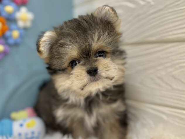 兵庫県のハーフ犬・ミックス犬 (ワンキャラット アミーゴ姫路飾磨店/2025年12月21日生まれ/女の子/フォーン)の子犬の1枚目の画像