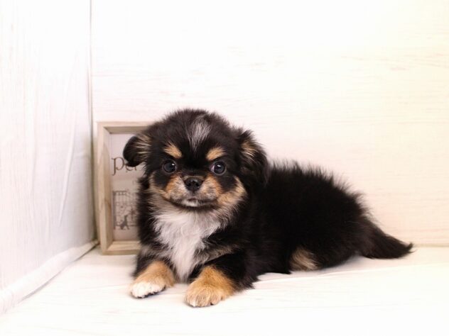 兵庫県のチワワ(ロング) (ペット・プラザ アミーゴ神戸灘店/2026年1月15日生まれ/女の子/ブラックタン)の子犬の4枚目の画像