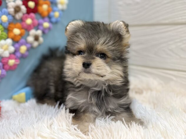 兵庫県のハーフ犬・ミックス犬 (ワンキャラット アミーゴ姫路飾磨店/2025年12月21日生まれ/女の子/フォーン)の子犬の2枚目の画像