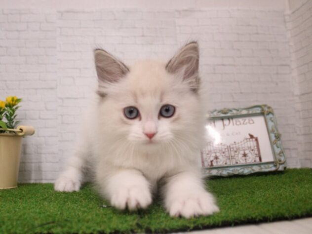 兵庫県のラグドール (ペット・プラザ アミーゴ尼崎昭和通店/2026年1月1日生まれ/男の子/シールリンクスポイント)の子猫の4枚目の画像