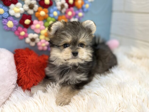 兵庫県のハーフ犬・ミックス犬 (ワンキャラット アミーゴ姫路飾磨店/2025年12月21日生まれ/女の子/フォーン)の子犬の4枚目の画像