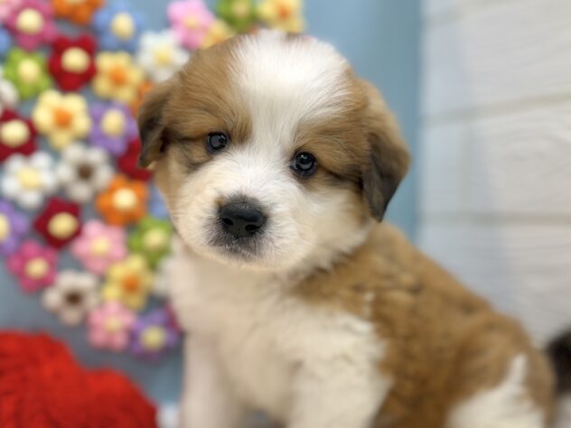 兵庫県のハーフ犬・ミックス犬 (ワンキャラット アミーゴ姫路飾磨店/2026年1月9日生まれ/女の子/レッドホワイト)の子犬の1枚目の画像