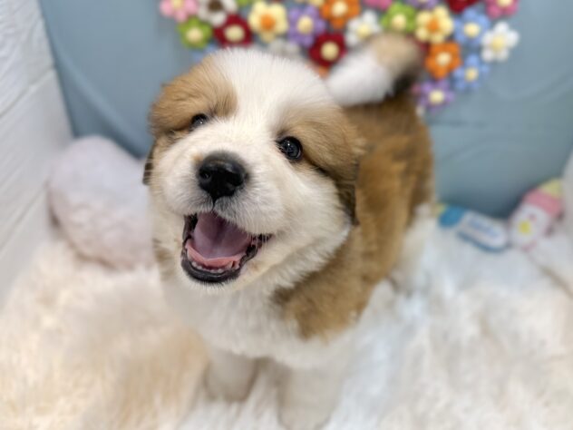 兵庫県のハーフ犬・ミックス犬 (ワンキャラット アミーゴ姫路飾磨店/2026年1月9日生まれ/女の子/レッドホワイト)の子犬の3枚目の画像