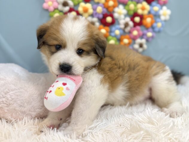 兵庫県のハーフ犬・ミックス犬 (ワンキャラット アミーゴ姫路飾磨店/2026年1月9日生まれ/女の子/レッドホワイト)の子犬の2枚目の画像