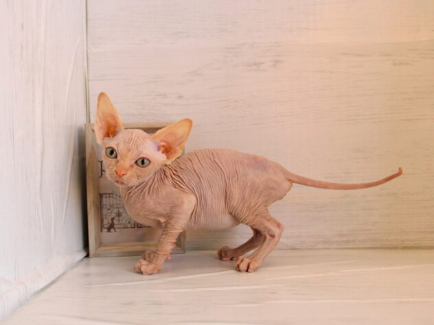 兵庫県のスフィンクス (ペット・プラザ アミーゴ神戸灘店/2026年1月15日生まれ/女の子/レッドホワイト)の子猫の2枚目の画像