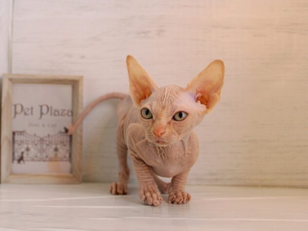 兵庫県のスフィンクス (ペット・プラザ アミーゴ神戸灘店/2026年1月15日生まれ/女の子/レッドホワイト)の子猫の3枚目の画像