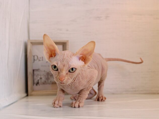 兵庫県のスフィンクス (ペット・プラザ アミーゴ神戸灘店/2026年1月15日生まれ/女の子/レッドホワイト)の子猫の4枚目の画像