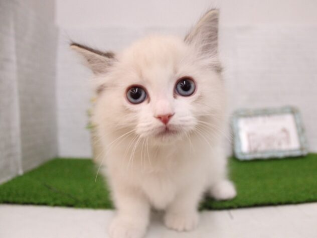兵庫県のラグドール (ペット・プラザ アミーゴ尼崎昭和通店/2026年1月1日生まれ/男の子/シールリンクスポイント)の子猫の3枚目の画像