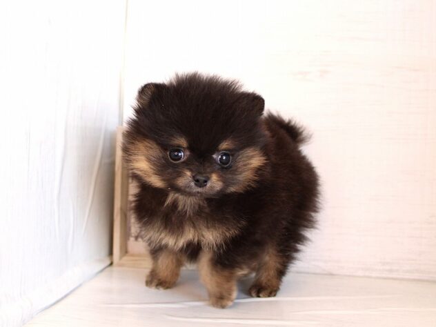 兵庫県のポメラニアン (ペット・プラザ アミーゴ神戸灘店/2026年1月12日生まれ/女の子/ブラックタン)の子犬の2枚目の画像