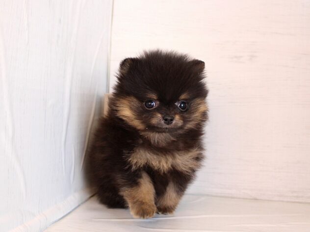 兵庫県のポメラニアン (ペット・プラザ アミーゴ神戸灘店/2026年1月12日生まれ/女の子/ブラックタン)の子犬の1枚目の画像