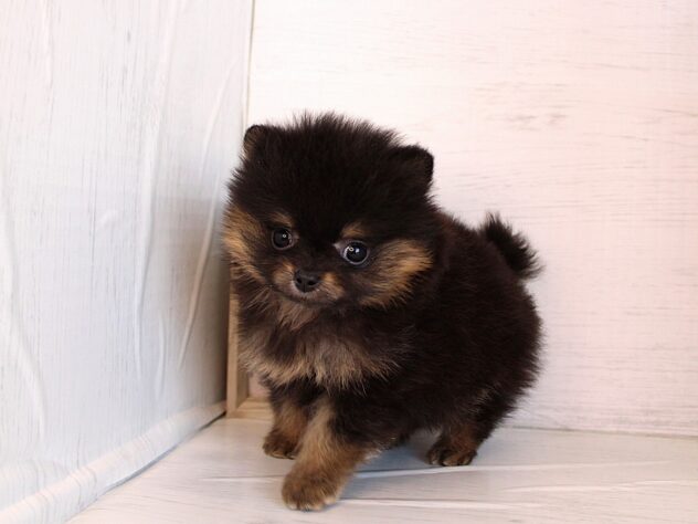 兵庫県のポメラニアン (ペット・プラザ アミーゴ神戸灘店/2026年1月12日生まれ/女の子/ブラックタン)の子犬の3枚目の画像