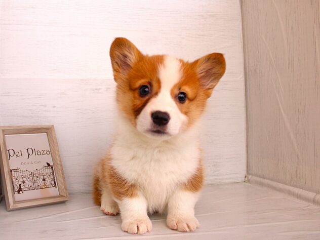 2026年1月18日生まれのウェルシュコーギーペンブローク