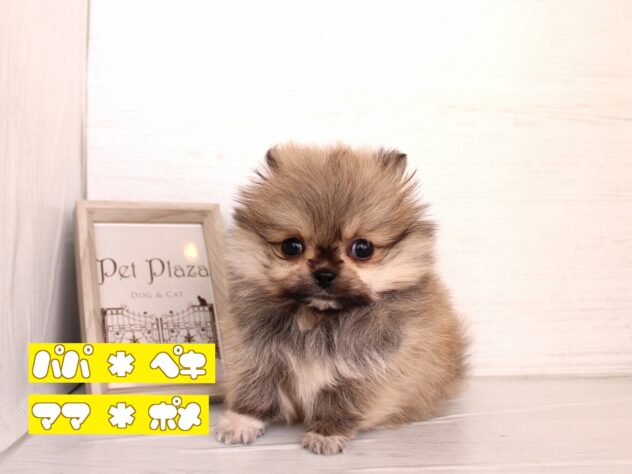 2026年1月18日生まれのハーフ犬・ミックス犬