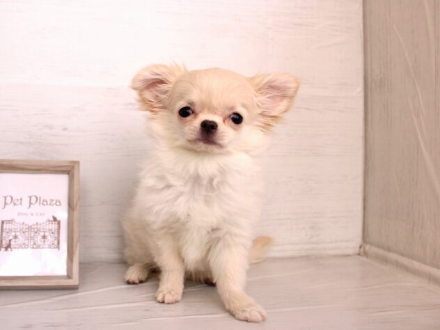 兵庫県のチワワ(ロング) (ペット・プラザ アミーゴ神戸灘店/2026年11月23日生まれ/女の子/クリーム)の子犬の1枚目の画像