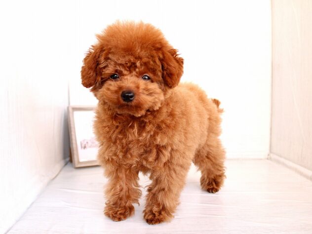 兵庫県のトイプードル(トイ) (ペット・プラザ アミーゴ神戸灘店/2025年11月3日生まれ/女の子/レッドフォーン)の子犬の1枚目の画像