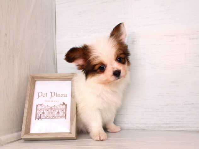 兵庫県のパピヨン (ペット・プラザ アミーゴ神戸灘店/2026年1月21日生まれ/男の子/ホワイトブラウン)の子犬の2枚目の画像