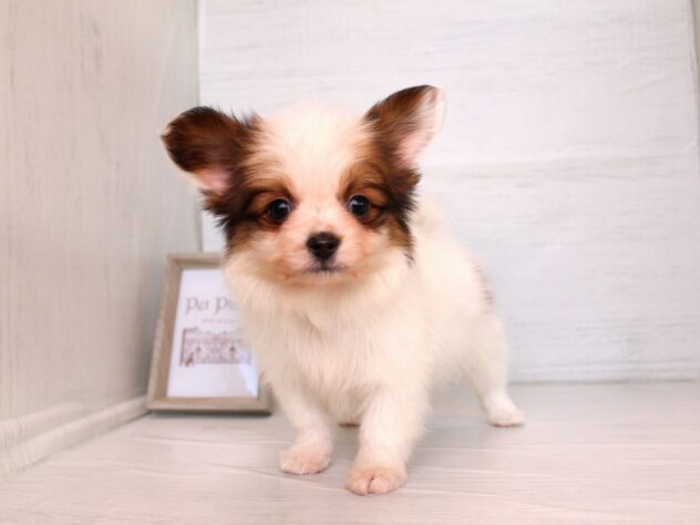 兵庫県のパピヨン (ペット・プラザ アミーゴ神戸灘店/2026年1月21日生まれ/男の子/ホワイトブラウン)の子犬の1枚目の画像